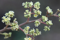 Ventilago madraspatana